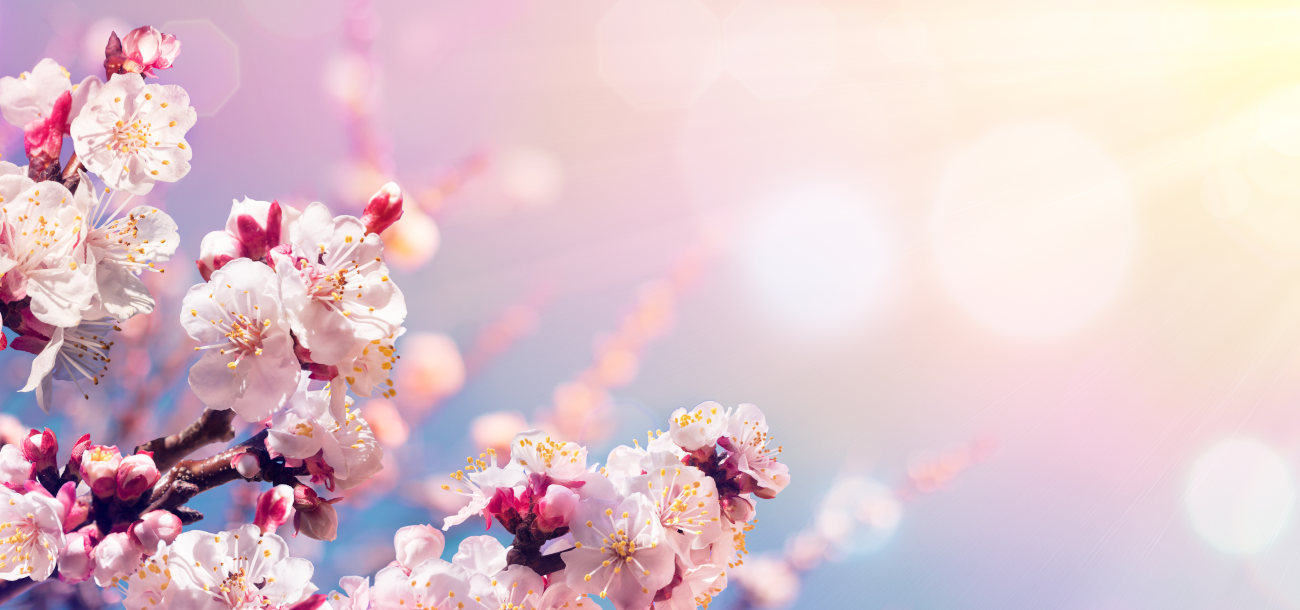 japanese-blossom